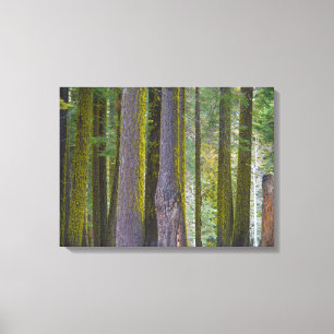 Toile USA, Californie. Troncs d'arbre couverts par la mo