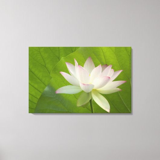 Toile USA, DC, Washington, Kenilworth Aquatic (Recto)