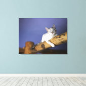 Toile USA, Iowa, Portrait de jeune chaton (Insitu (Plancher de Bois))