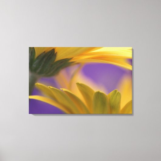 Toile USA, Pennsylvanie. Poissons de Gerbera jaune, proc (Recto)