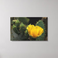 USA, Texas, Prickly Pear Cactus en fleurs.
