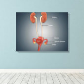 Toile Utérus femelle avec ovaires, rein et vessie (Insitu (Plancher de Bois))