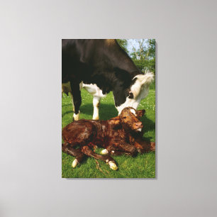 Toile Vache et veau nouveau-né