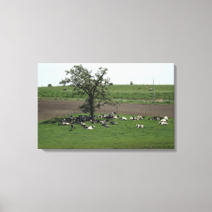 Toile Vaches assis sous un paysage arboré du Midwest Far