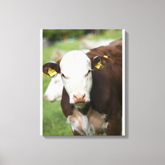 Toile Vaches dans le pâturage, gros plan (Recto)