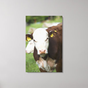 Toile Vaches dans le pâturage, plan rapproché