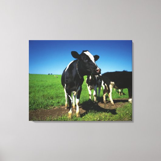 Toile Vaches Holstein dans un champ (Recto)