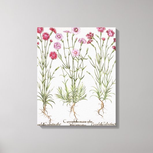 Toile Variété de Dianthus, du "Hortus Ey" (Recto)