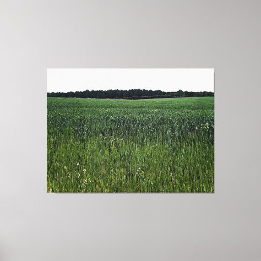 Toile Vaste Champ Vert sous un Ciel Clair (Recto)