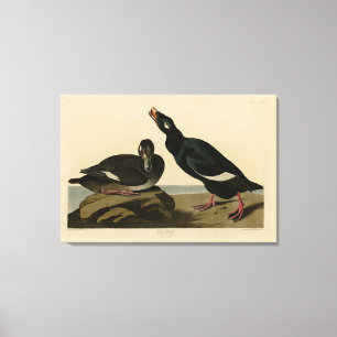 Toile Velvet Duck - de Audubon's Birds of America