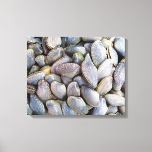 Toile Venus Clam [ห อ ย ล า ย]