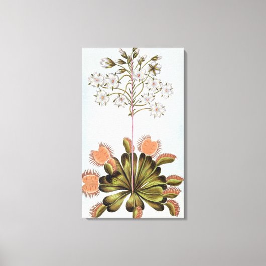 Toile Vénus Piège à mouches, plaque 84, de 'Collection P (Recto)