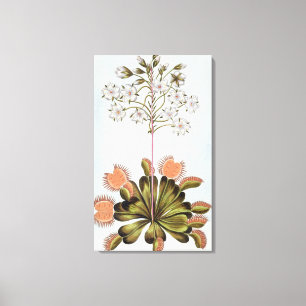 Toile Vénus Piège à mouches, plaque 84, de 'Collection P