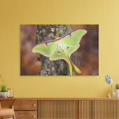 Toile Ver à soie luna (Insitu(Salon))