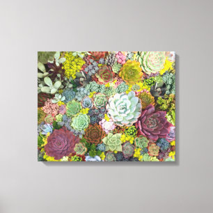 Toile Verdure colorée Succulents
