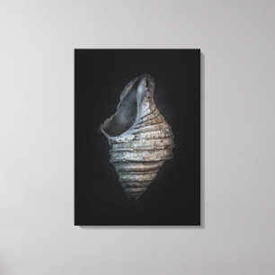 Toile Version couleur Shells No 6