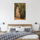 Toile Vieil épicéa debout fièrement (Insitu(Chambre))