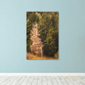 Toile Vieil épicéa debout fièrement (Insitu (Plancher de Bois))