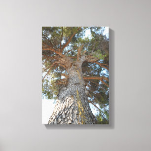 Toile Vieux pin