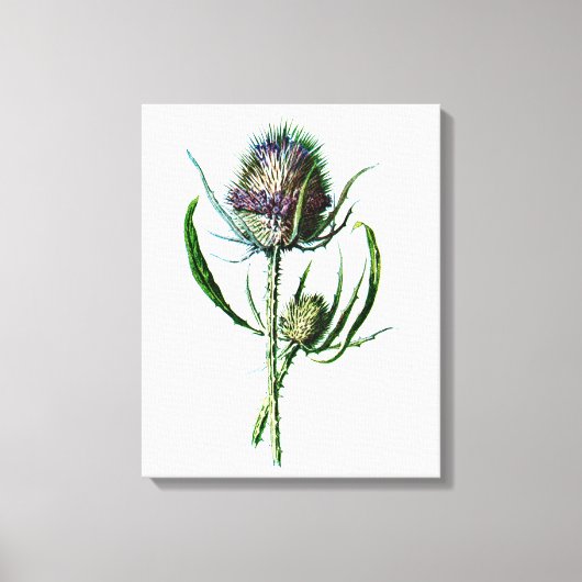 Toile Vintage 1902 Scottish Thistle Antique Fleur sauvag (Recto)