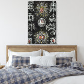 Toile Vintage Ernst Haeckel Stephoidea (Insitu(Chambre))