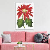 Toile Vintage Noël, Rouge Poinsettia Plante d'hiver (Insitu(Salon))