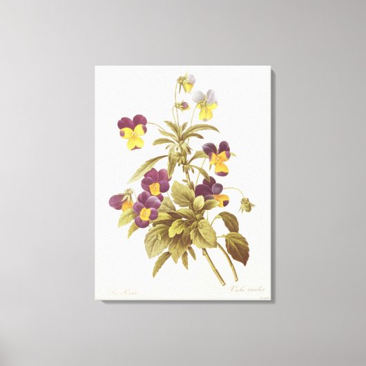 Toile Viola Tricolor (Recto)