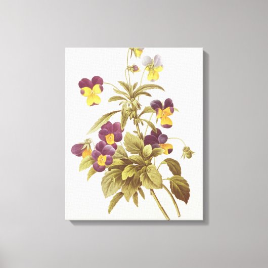 Toile Viola Tricolor (Recto)