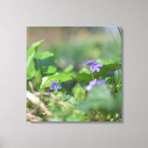 Toile Violets Bleus Fleur Floral Photographie Botanique
