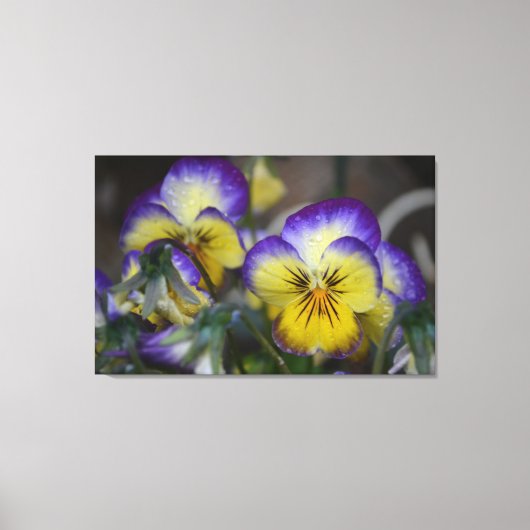 Toile violette et jaune enveloppée (Recto)