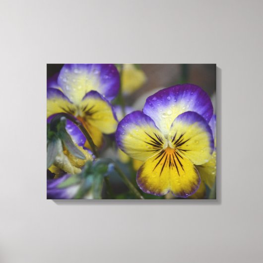 Toile violette et jaune enveloppée (Recto)