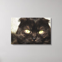 Visage D'Un Jeune Chaton Munchkin