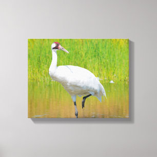 Toile Voie de grue blanche dans le marais
