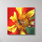Toile Vol stationnaire sur Collarette Dahlia Photographi (Recto)