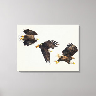 Toile Vol triple Eagle Bald