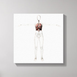Toile Vue 3D Du Système Respiratoire Féminin
