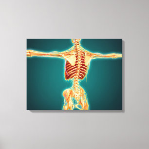 Toile Vue arrière de squelette humain avec le système