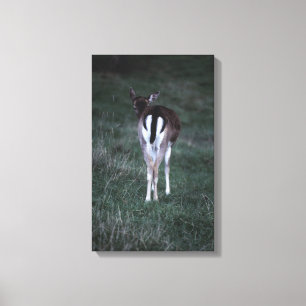 Toile Vue arrière d'un cerf commun, Nouvelle Zélande