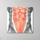 Toile Vue Complète Des Muscles Abdominaux Hommes (Recto)