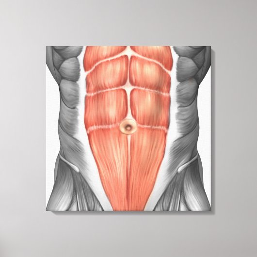 Toile Vue Complète Des Muscles Abdominaux Hommes (Recto)