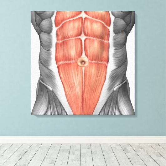 Toile Vue Complète Des Muscles Abdominaux Hommes (Insitu (Plancher de Bois))