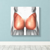 Toile Vue Complète Des Muscles Gluteaux Humains (Insitu (Plancher de Bois))