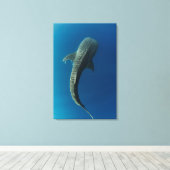 Toile Vue de dessus d'un requin baleine (Insitu (Plancher de Bois))