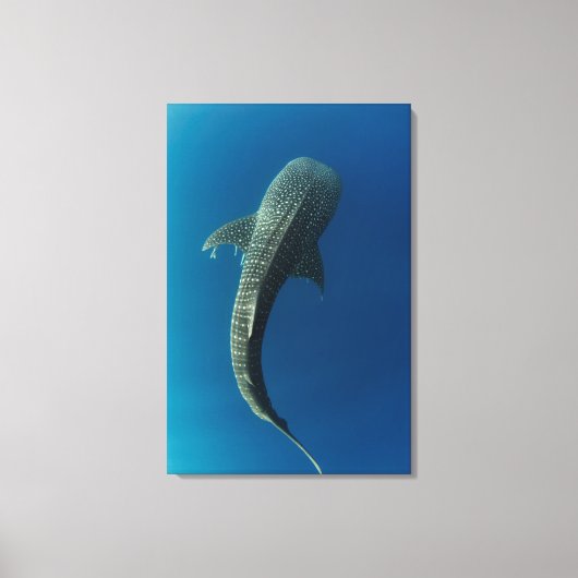 Toile Vue de dessus d'un requin baleine (Recto)