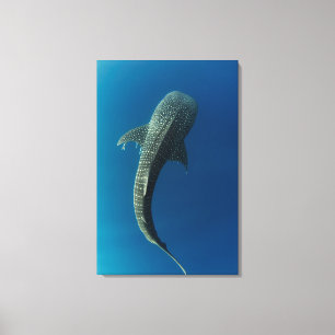 Toile Vue de dessus d'un requin baleine