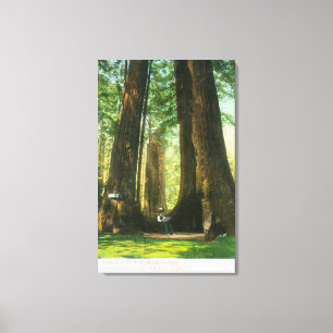 Toile Vue des jumeaux de séquoia au grand verger d'arbr