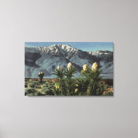 Vue du mont San Jacinto, Yucca Mohavensis