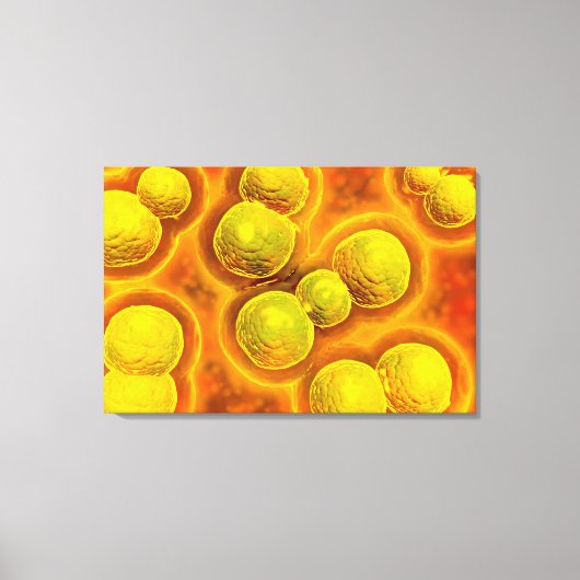 Toile Vue Microscopique De Chlamydia (Recto)