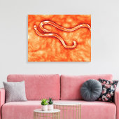 Toile Vue Microscopique De Hookworm 2 (Insitu(Salon))