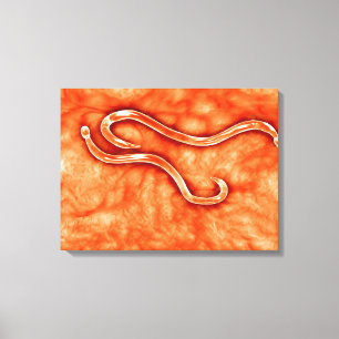 Toile Vue Microscopique De Hookworm 2